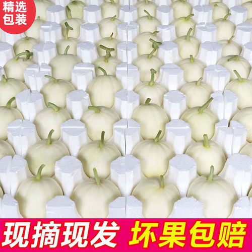 陜西閻良甜瓜 一口嘗盡夏日清甜，脆爽多汁的時令饋贈